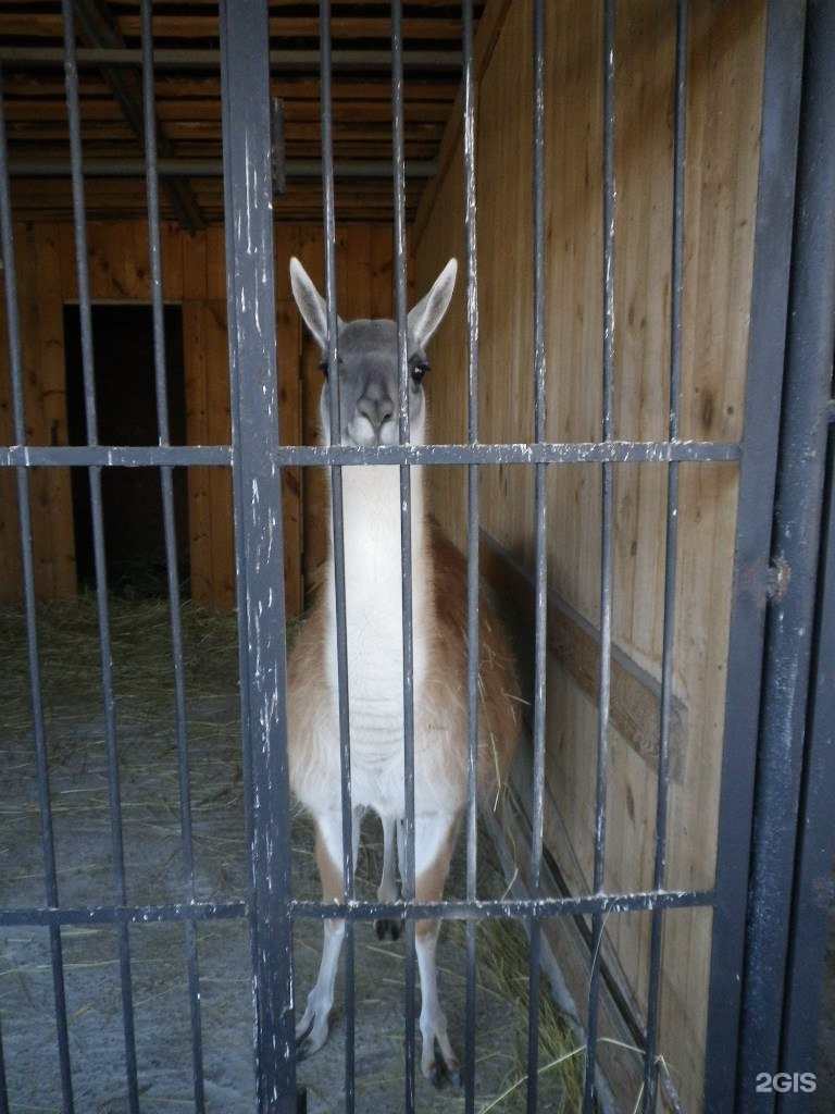 Зоопарк на улице. Самарский Зоологический парк. Самарский зоопарк Самара. Самарский зоопарк Ново Садовая 146. Зоопарк Самара Садовая улица.