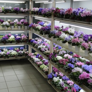 Где Можно Купить Цветы Фиалку