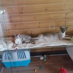 Фото от владельца Любава, гостиница для кошек