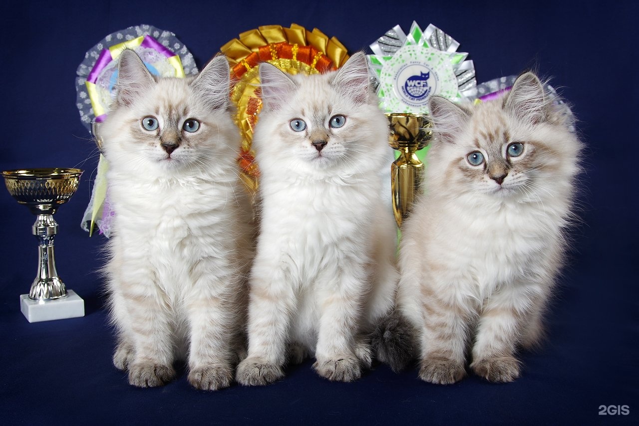 Невская маскарадная кошка с котятами