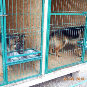 Фото от владельца KINOLOG-DOG, центр дрессировки собак