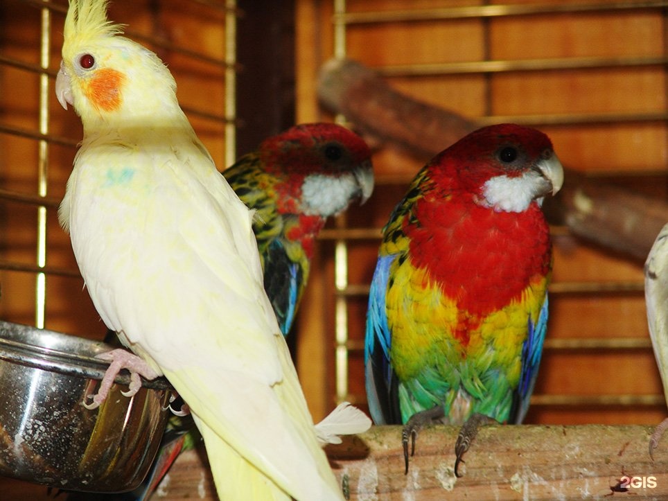 Купить среднего попугая. Попугаи домашние. Средние попугаи. Средние домашние попугаи. Попугаи среднего размера для дома.