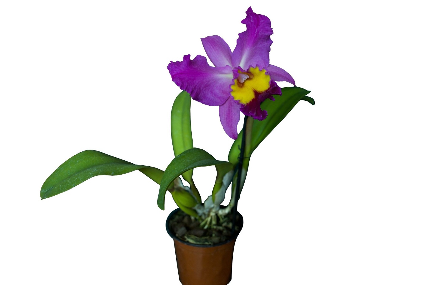 Пульчемира Орхидея