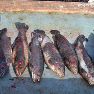 Фото от владельца Лагуна, рыболовный клуб