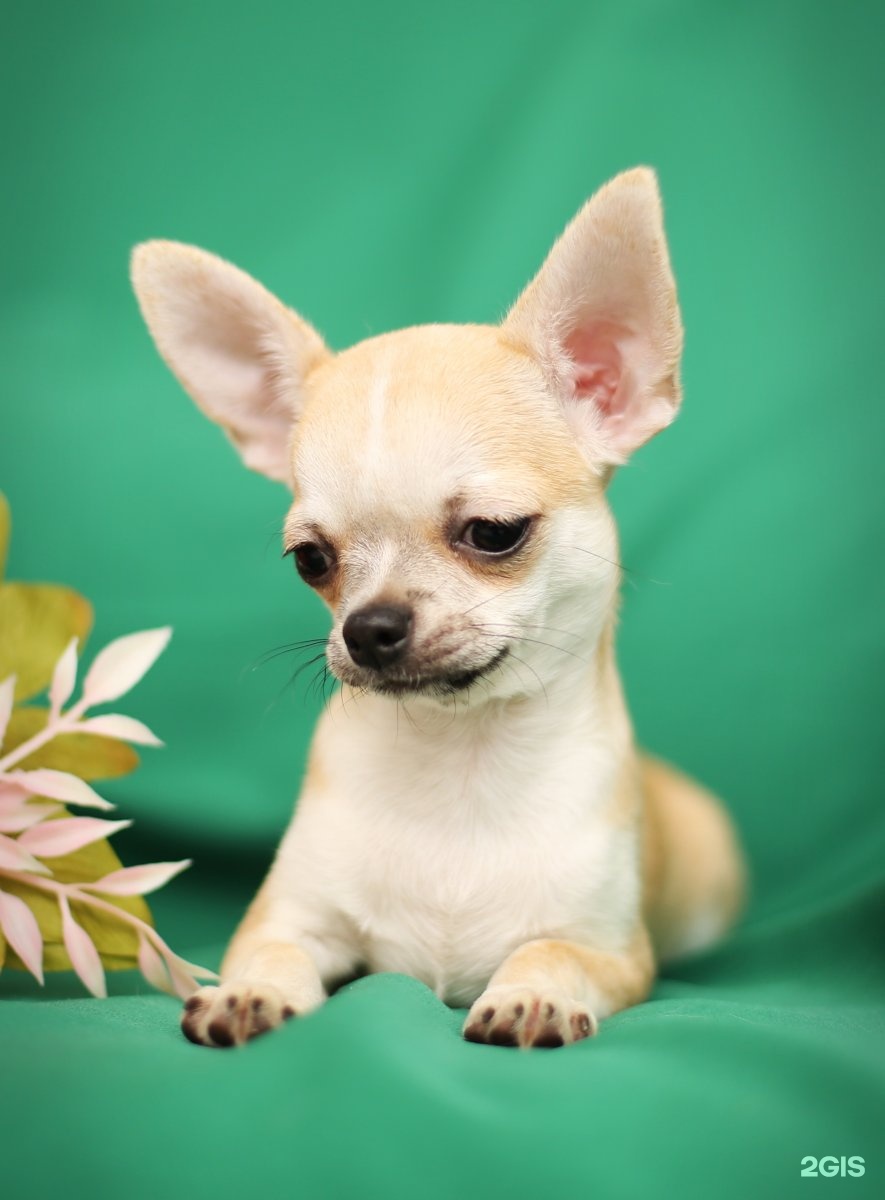 карликовые короткошерстные чихуахуа. чихуа на улице. чихуахуа с радужными. чихуахуа рикко вигал, московский. чихуахуа рикко вигал леонардо.