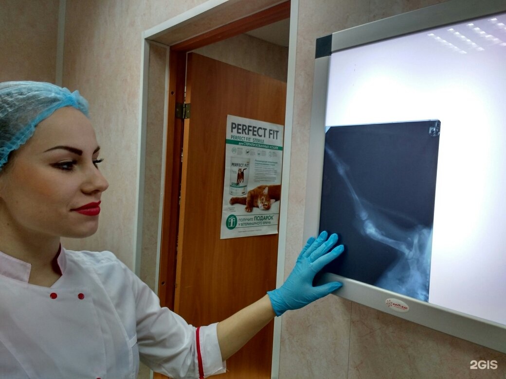 сотрудники кис вет в волжском на ленина 94 в. кис вет. йошкар-ола вет к ветклиника. ветеринар волжский. кис вет волжский.