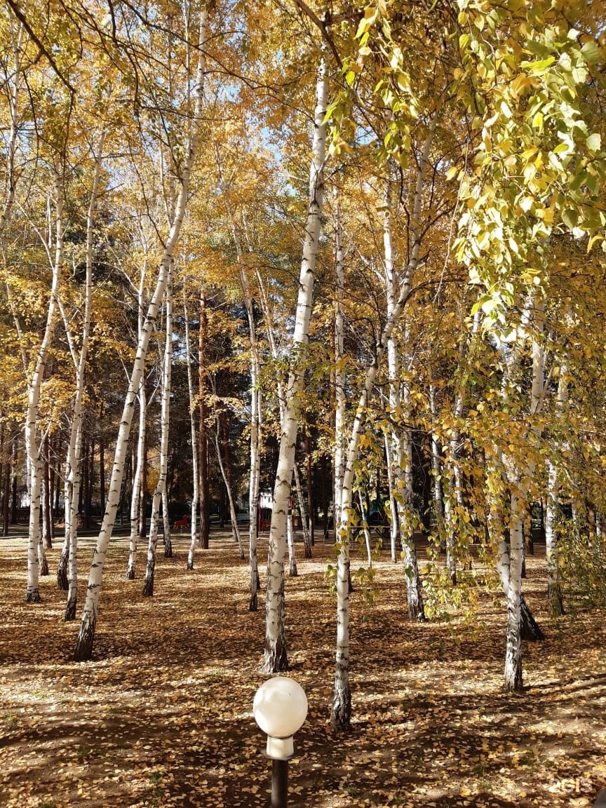 Нижний новгород осинки. Турбаза Осинки. Как выглядят Осинки осенью.