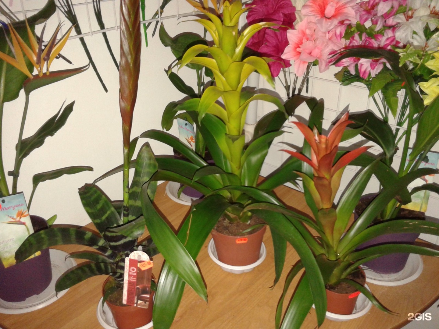 Купить тюльпаны в улан удэ. Орхидея с длинными листьями. Орхидея которая пахнет. Орхидея с длинными листьями название. Орхидея с длинными узкими листьями название.
