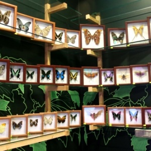 Фото от владельца Парк бабочек