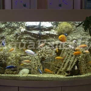Фото от владельца АкваФамили, семейная аквариумная фирма
