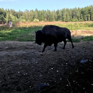 Фото от владельца Зубровник, парк семейного отдыха и экотуризма