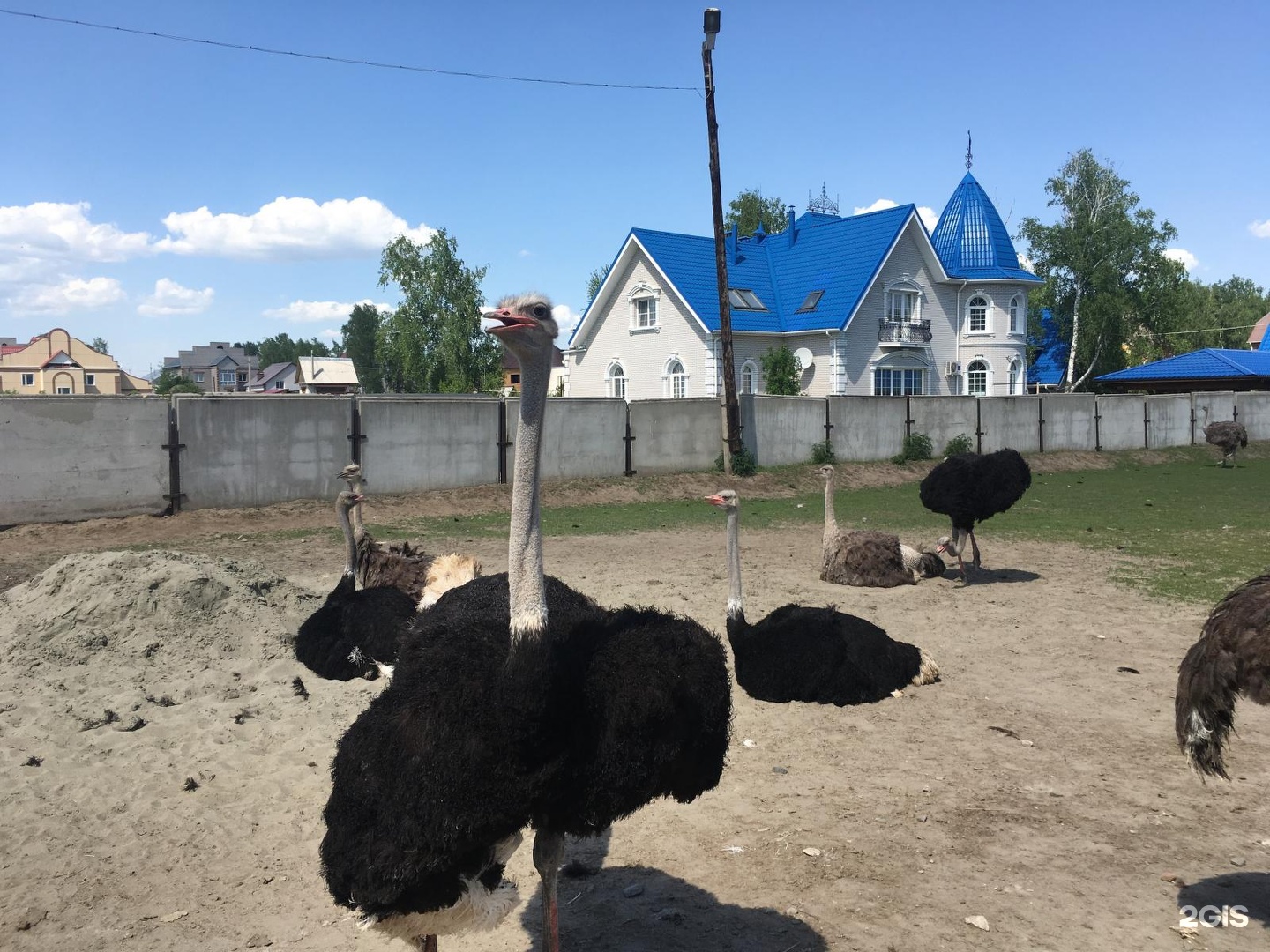 Фермы барнаул. Страусиное ранчо Барнаул. Власиха страусиная ферма. Страусиная ферма Барнаул. Страусиное ранчо Кемерово.