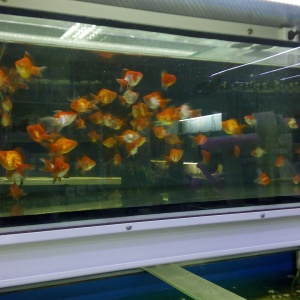 Фото от владельца Золотая рыбка, магазин товаров для животных