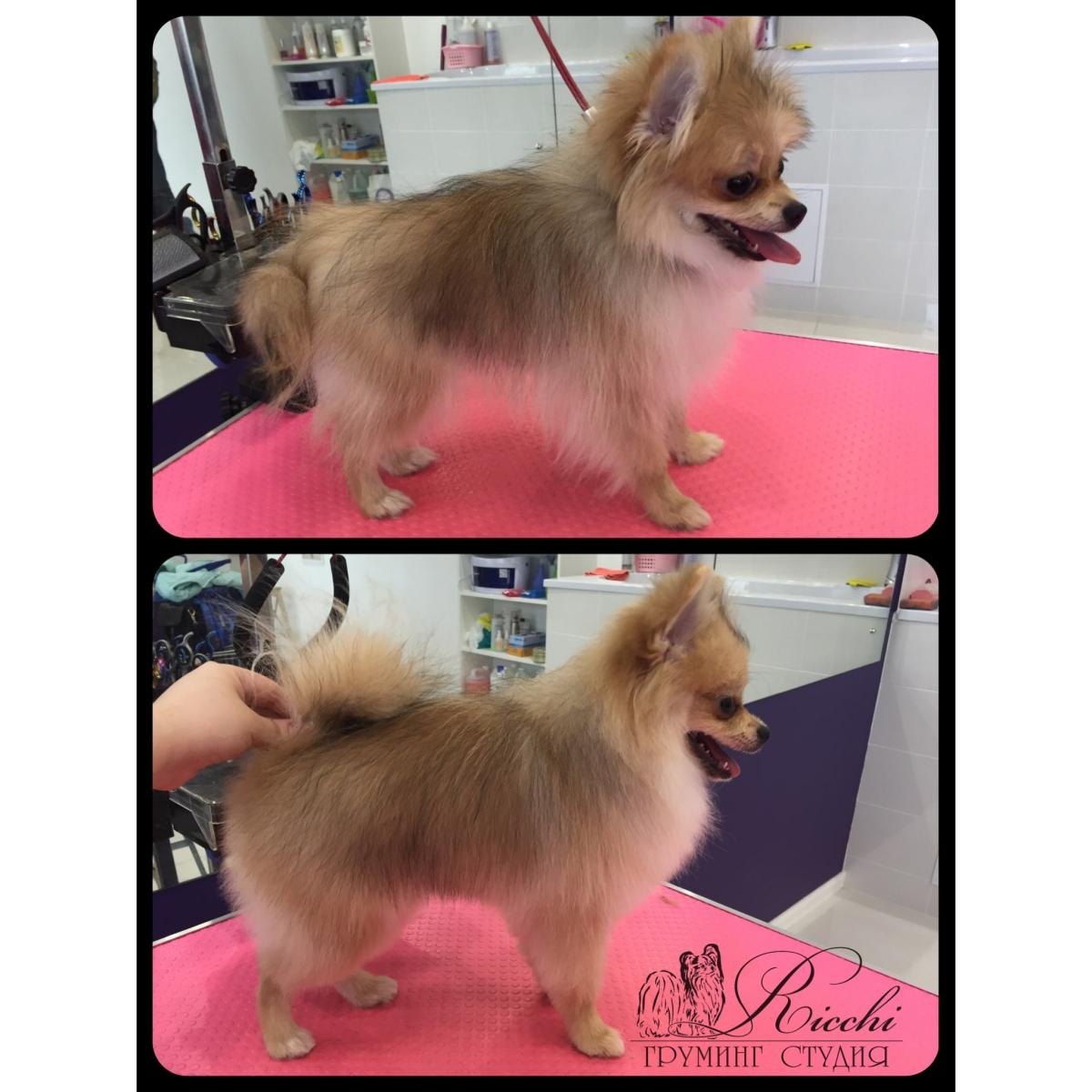Грумер пушкино. Безумные стрижки собак. Грумер пушкино. Грумер пушкино. Грумер пушкино.