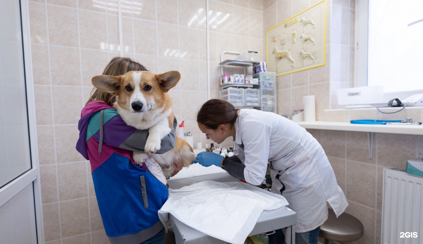 Ветеринарные клиники на хромова