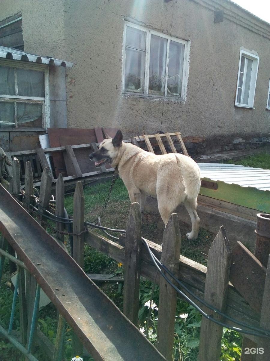 забывайте, что приют для животных в кемерово фото это