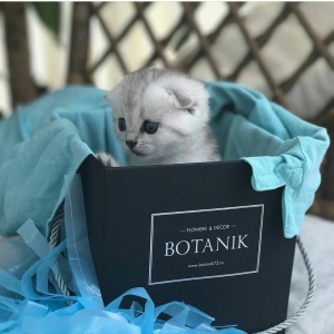 Фото от владельца BOTANIK, студия флористики