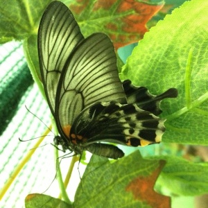 Фото от владельца КиВи, интернет-магазин бабочек