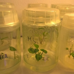 Фото от владельца НИИ биологии и биотехнологии растений
