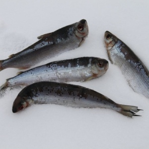 Фото от владельца База оленины и северной рыбы, ИП Чернышова О.В.