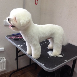 Фото от владельца Белый Бим, салон-парикмахерская для животных