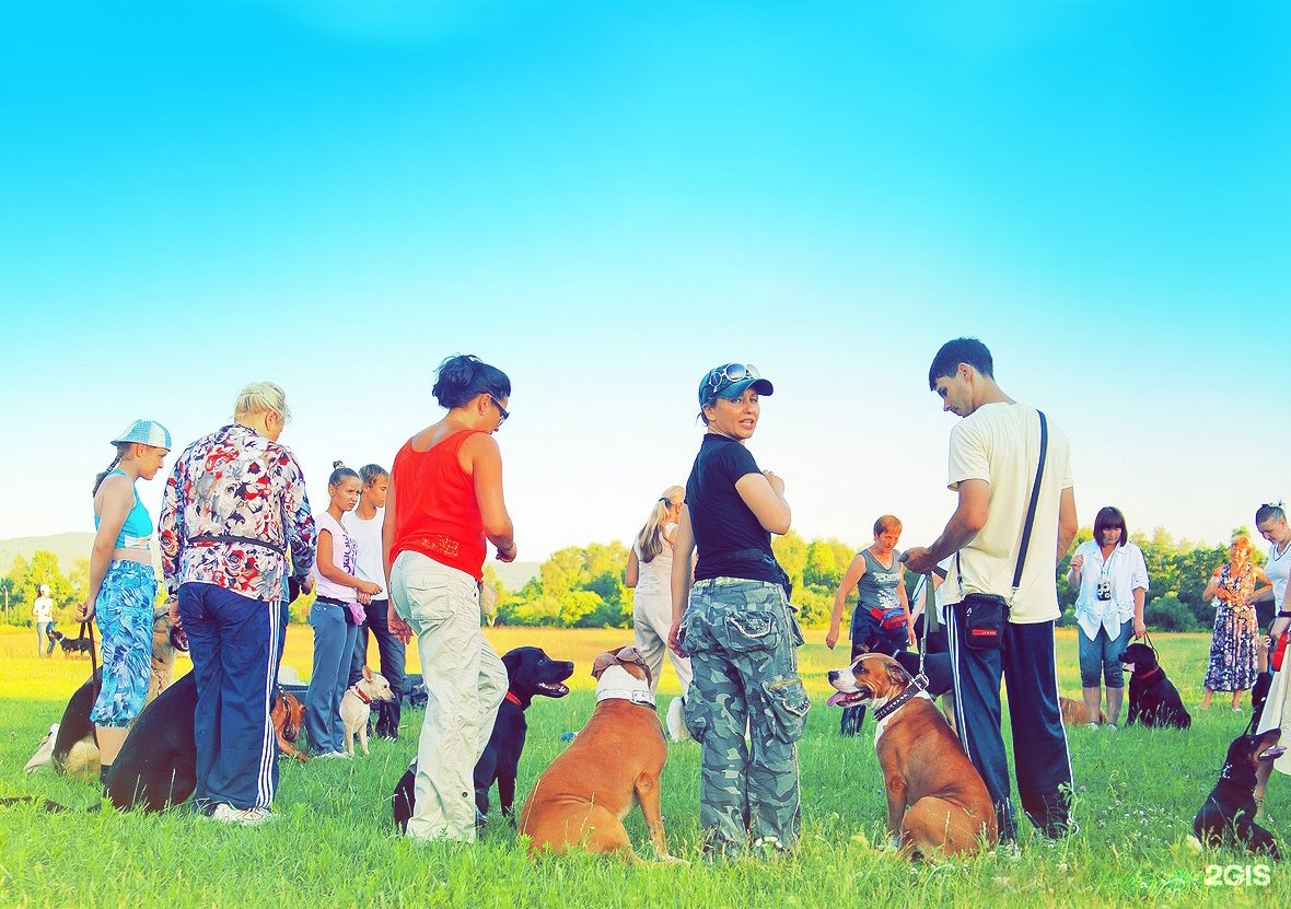 Dog school. Кинолог скул. Собаки АВС Челябинск. SCO скул дог. School Dog.