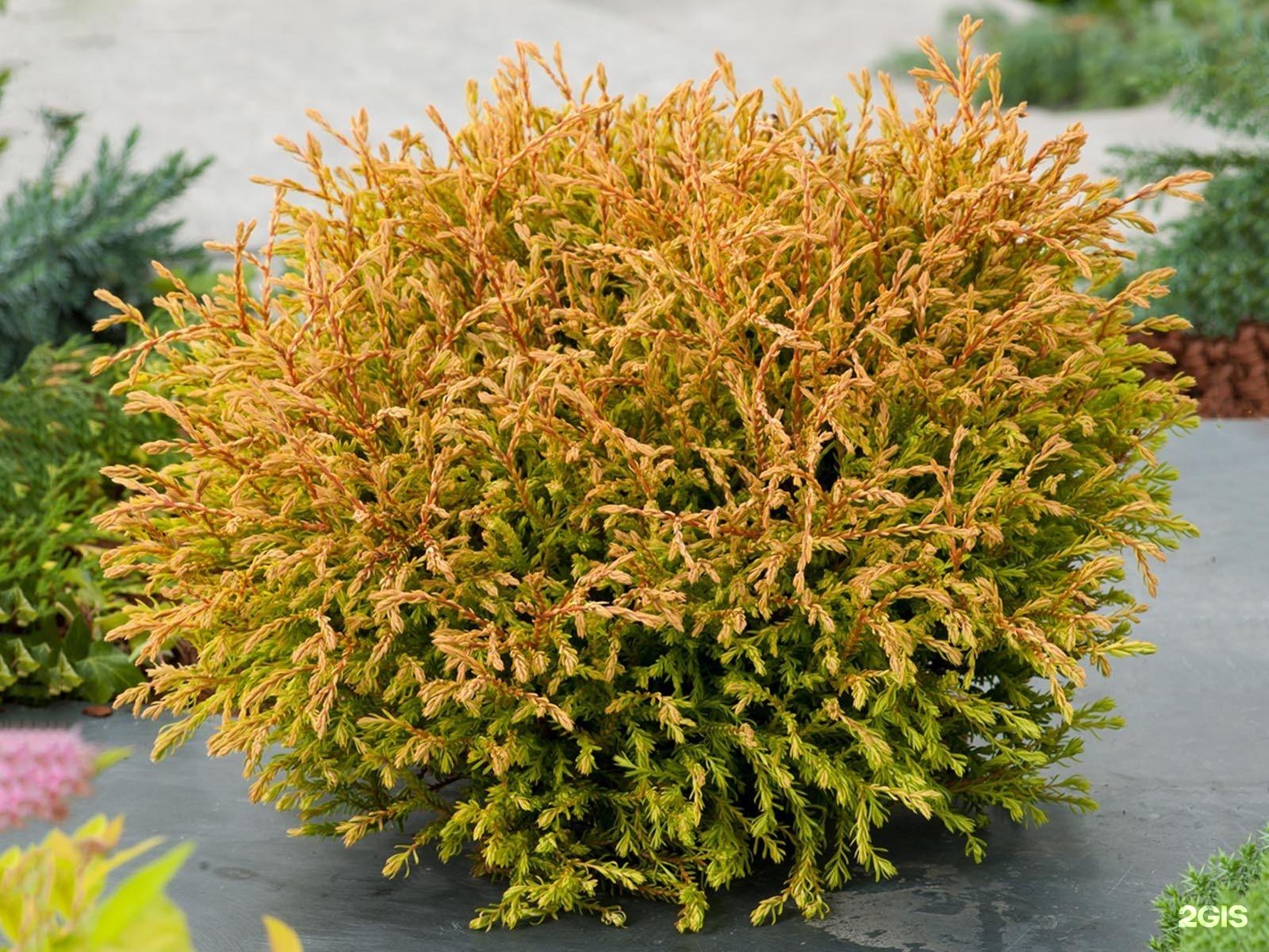 Thuja occidentalis golden