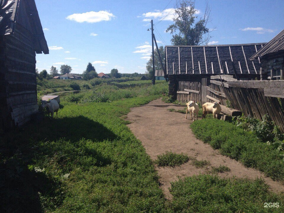 Погода пихтовка пермский край. Деревня Пихтовка Пермский край. Село Пихтовка Колыванский район. Деревня Пихтовка Новосибирской области. Удмуртия деревня Пихтовка.