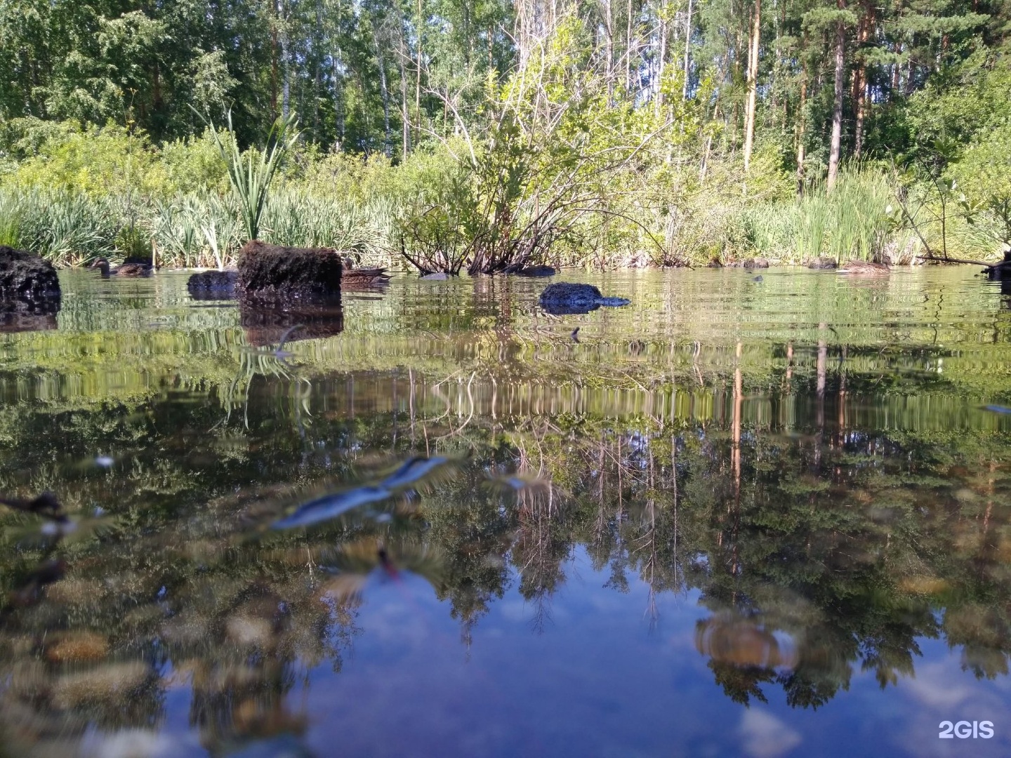 Пруд с утками новосибирск золотодолинская улица фото