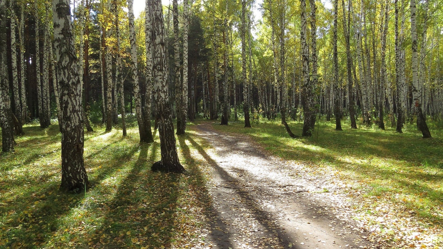 Парк гагарина тюмень фото Тюмень, Лесопарк им. Ю.А. Гагарина - 2ГИС