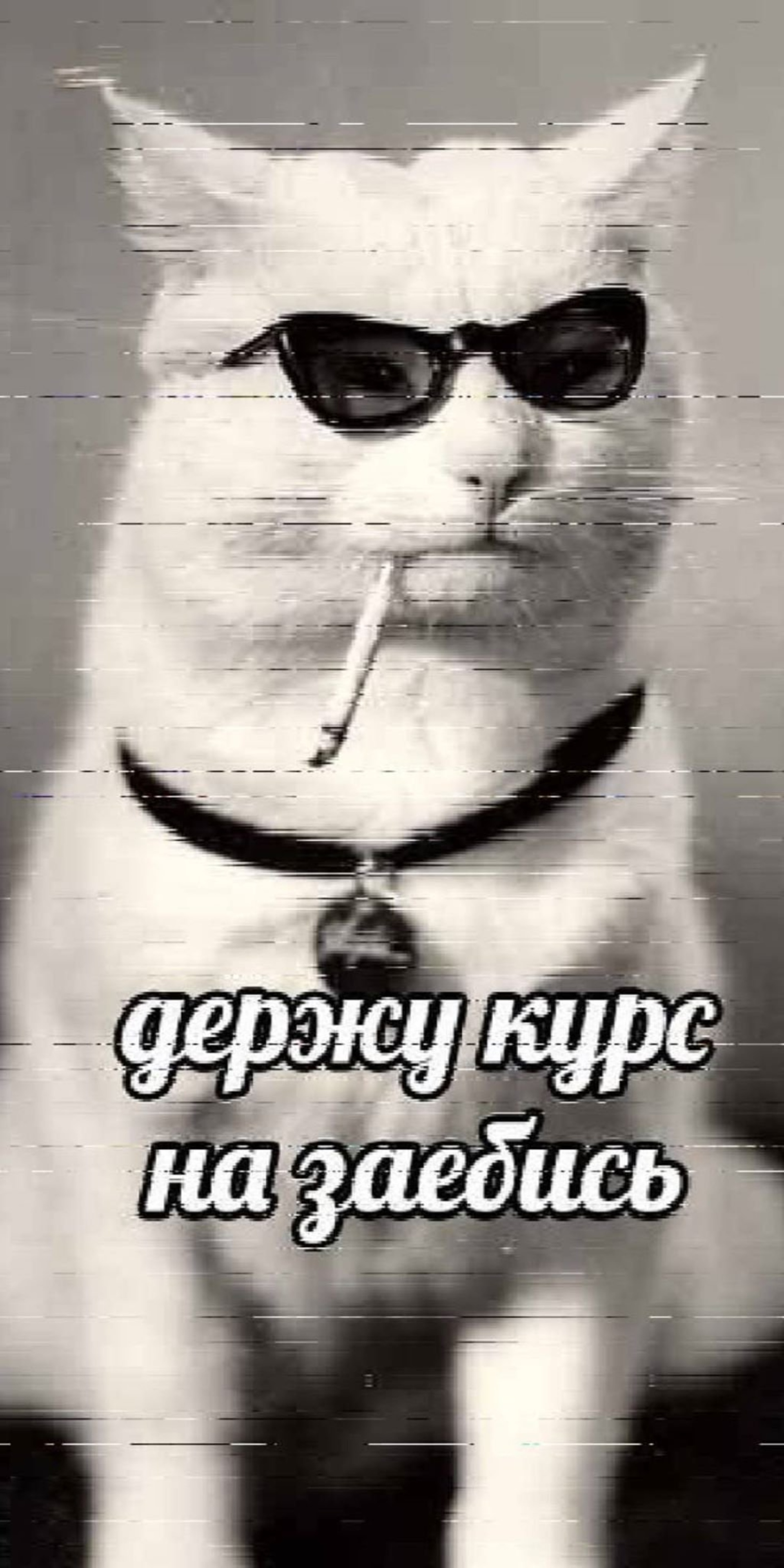Кот в очках с сигарой