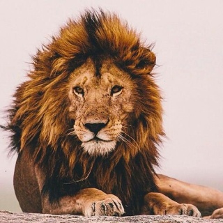 Lion Brave
