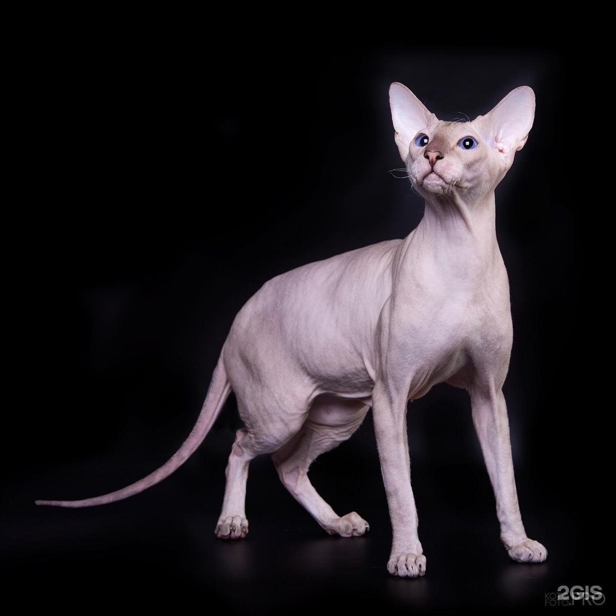 Рассмотрите фотографию кошки породы петерболд. Петерболд выставка кошек. Peterbald Cat Side. Петерболд кошка цена. Петерболд с висящими ушами купить.