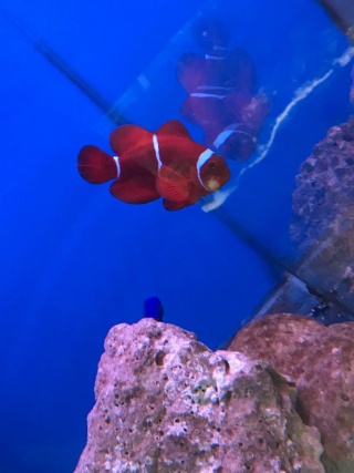Kapitan Nemo