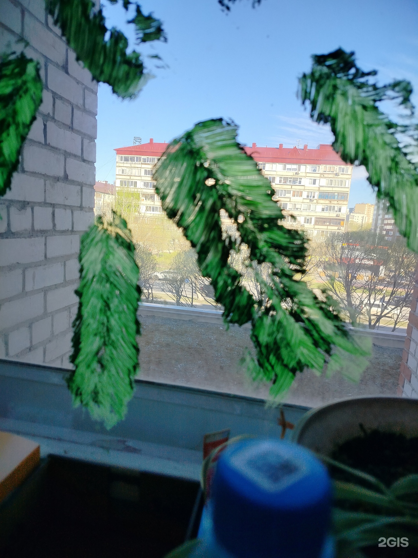 Золото+
