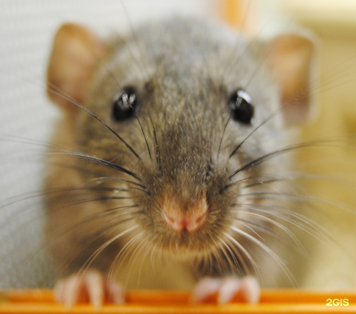 лемуррр магазин зоотоваров нижний новгород. лемуррр красноярск. ле'муррр зоомагазин. лемуррр магазин зоотоваров спб. сити парнас лемуррр.