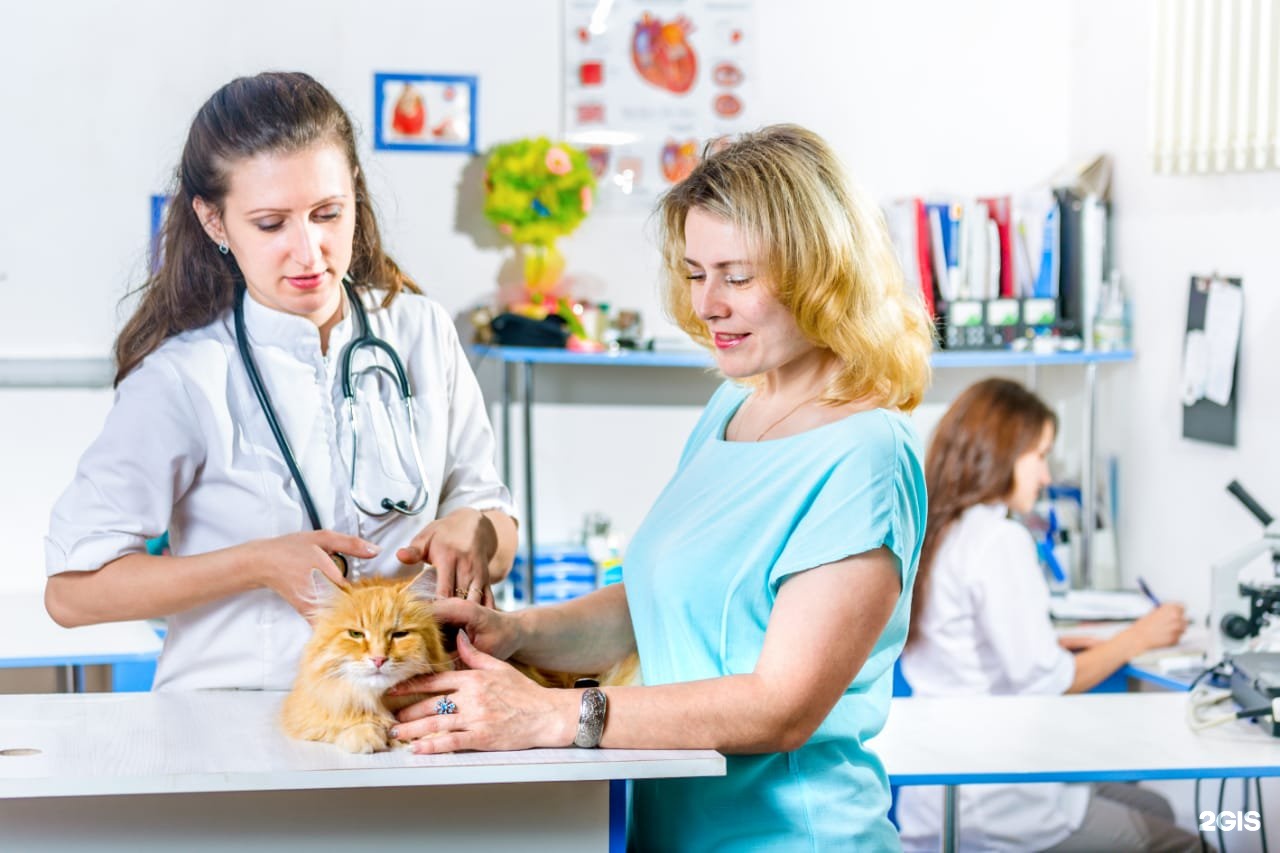 Ветеринарная клиника йошкар ола кошки