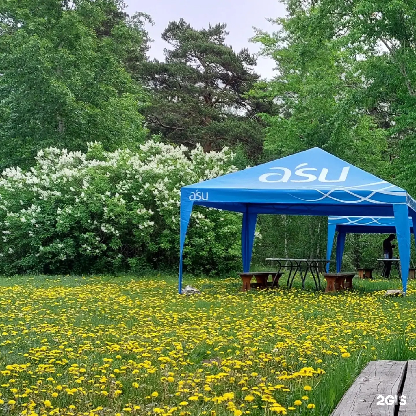 Пёстрое