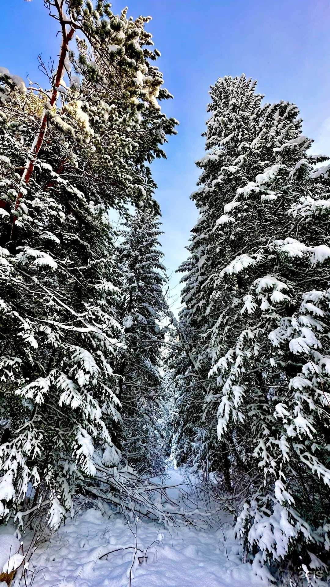 Золотой Фазан