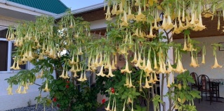 Алахадзы: Гостевой дом У Сусанны