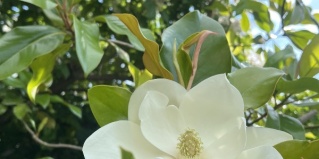 Архипо-Осиповка: Гостевой дом Казачок