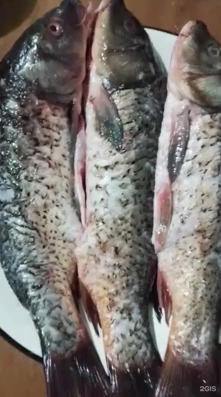 Пихта
