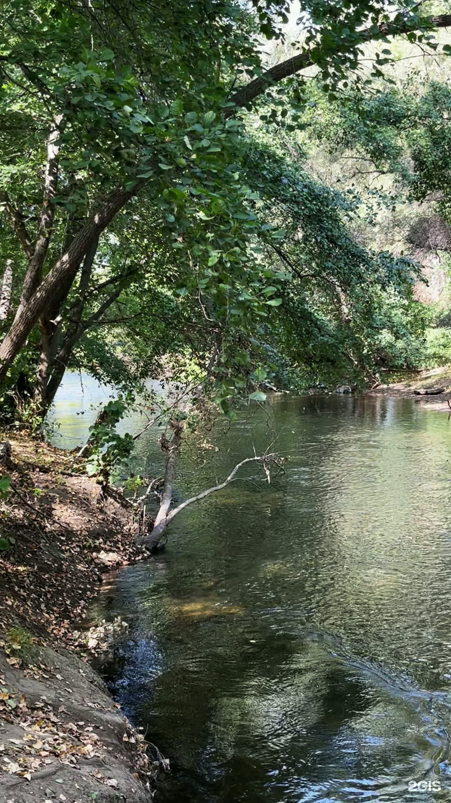 Salkyn Samal