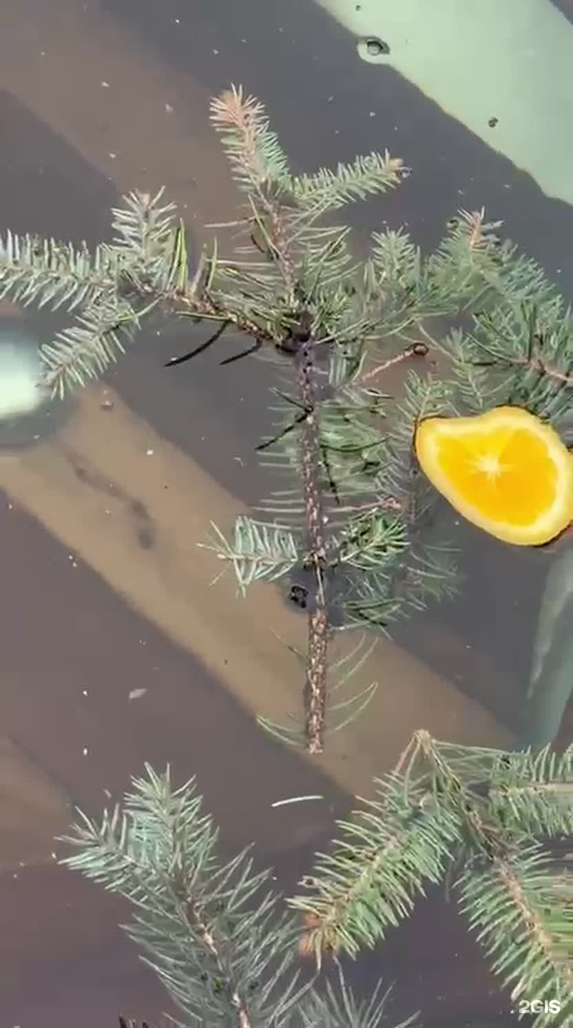 Лес