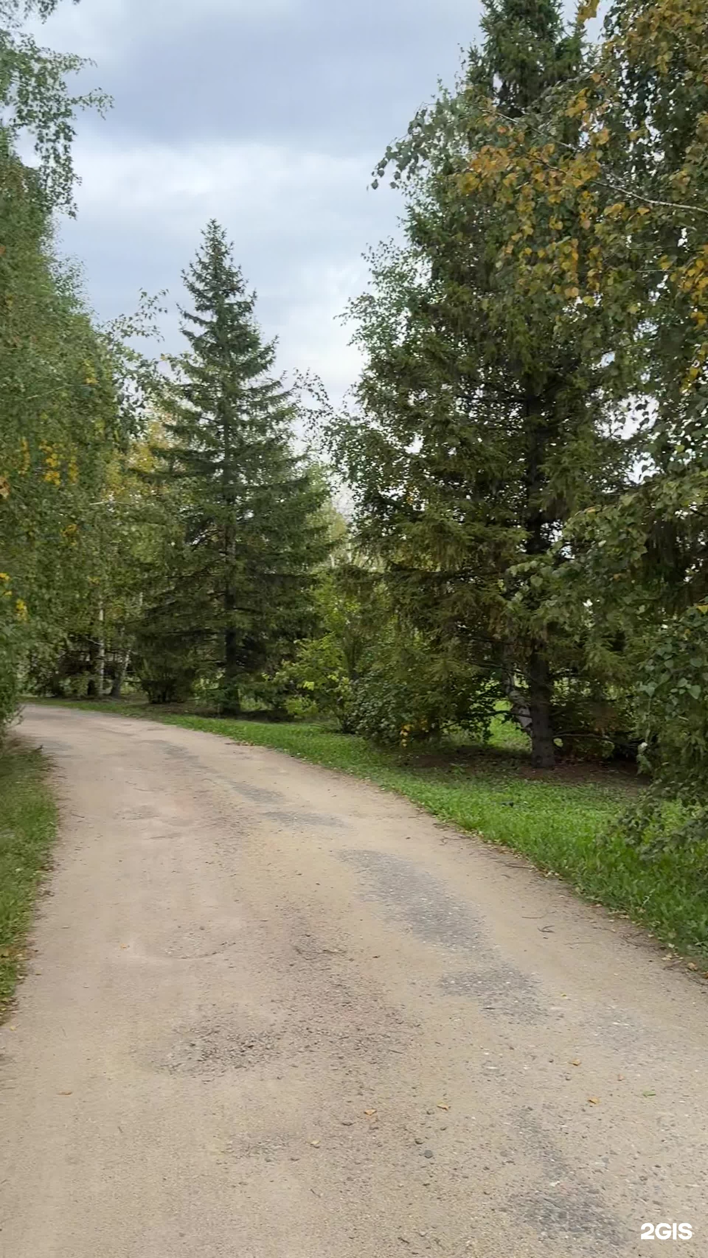 Березовая роща